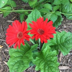 Meet your Posher, Carmen